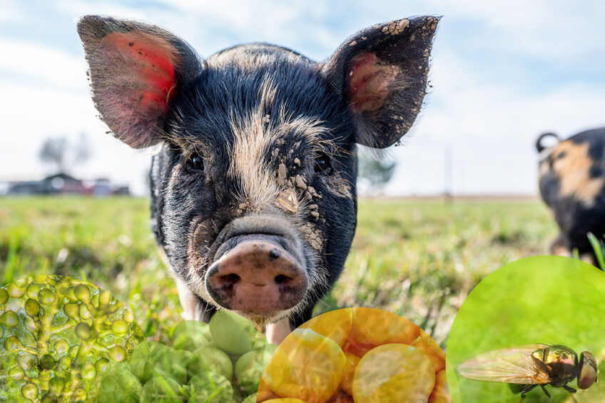 New proteins including field peas, lupins, insect meal, lemna, microalgae, milk and milk by-products, and yeast protein are among potential sustainable soybean substitutes. Photo: Canva