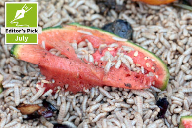Establishing the ideal substrate for BSF larvae