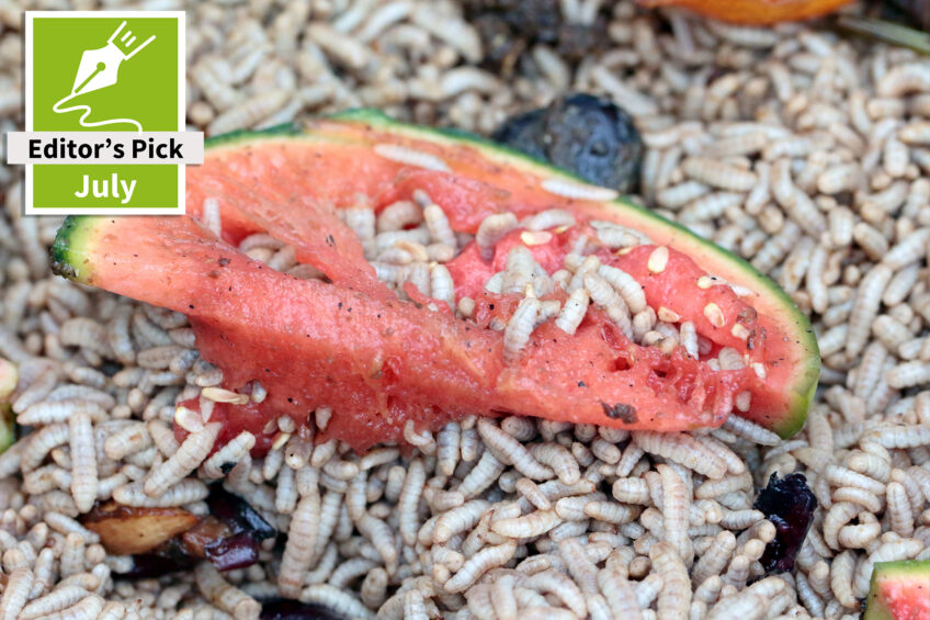 Establishing the ideal substrate for BSF larvae