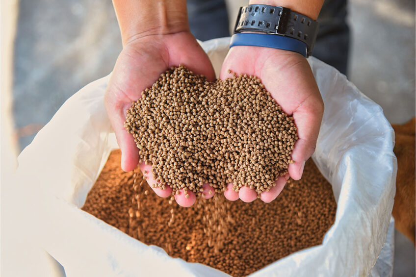 Fermentation improves the nutritional profile and functional properties of raw materials by breaking down more complex compounds and releasing digestible nutrients in the process. Photo: Canva