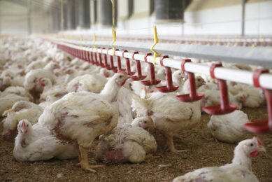 By superdosing phytase, more phytate is broken down, which ensures that nutrients stay available to the animal. Photo: Hans Prinsen