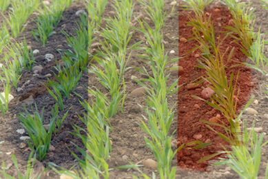 Spring drilling has been especially important for barley with an area of 502,000 hectares which is 12.2% larger than a year before. Photo: Canva