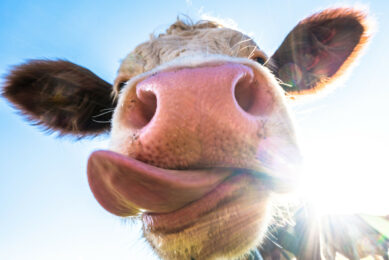 ILVO has for a long time had a unique line of research in testing the efficiency, sustainability and health of newly formulated feeds for cattle, pigs and small animals. Photo: Canva