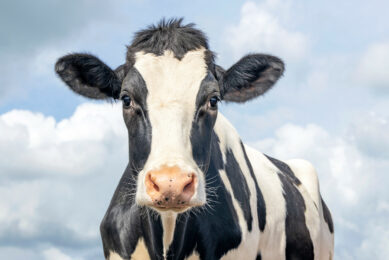 Unleashing the power of yeast selenium in ruminant nutrition