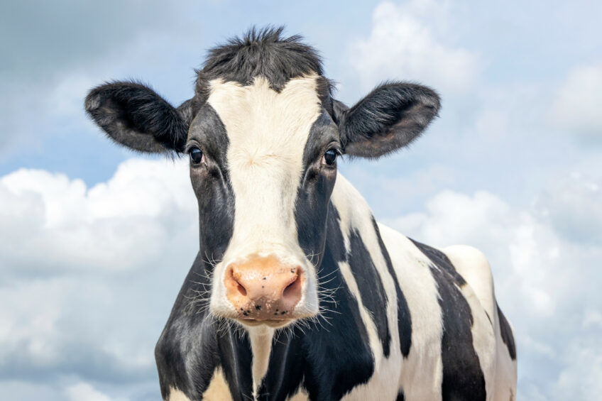 Unleashing the power of yeast selenium in ruminant nutrition