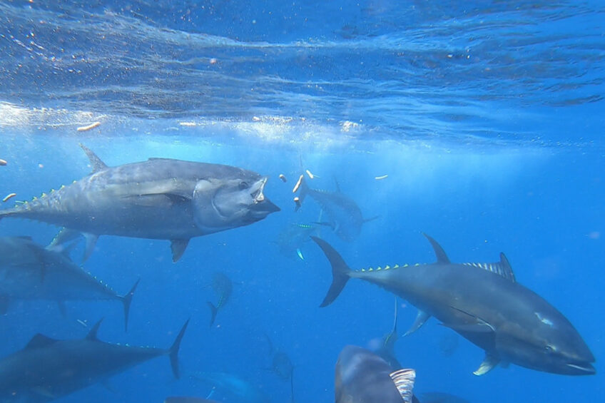 The water remains pristine after feeding with Ichthus compound feed.  Photo: Ichthus Unlimited