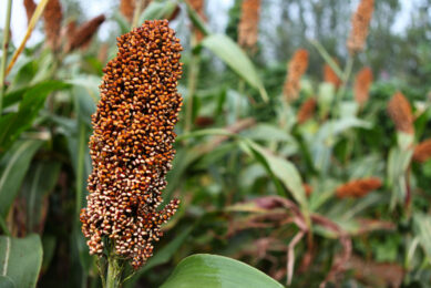 Globally, sorghum is one of the top 5 crops grown and it has been grown successfully in many countries as a forage crop. Photo: Canva