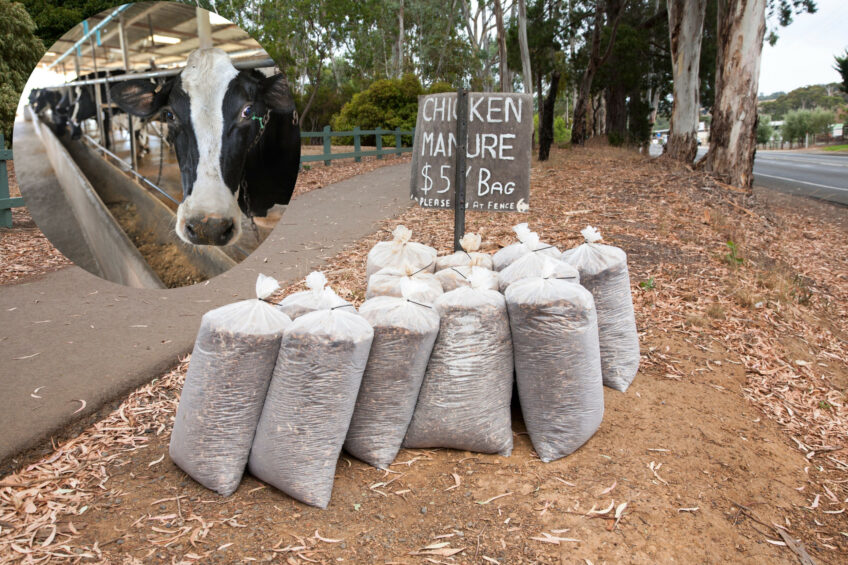 The practice of feeding chicken litter to cows in large-scale feedlots and dairies is banned in the United Kingdom, following the BSE epidemic, and in Canada but is allowed in the US. Photo: Canva
