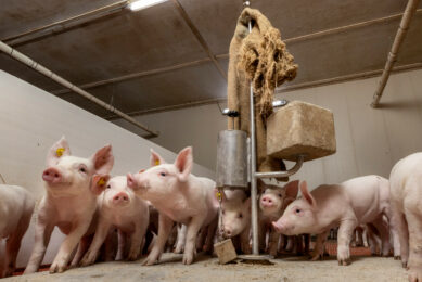 Feeding probiotics to pigs has various health benefits related to gut health and immune responses.  Photo: Koos Groenewold