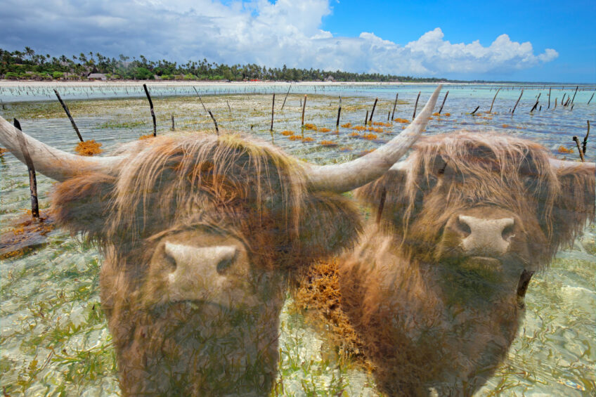 Morrisons has joined forces with Sea Forest to help reduce greenhouse gas emissions from beef cattle in a bid to help its ambition to achieve net zero agriculture emissions from its directly supplied farms by 2030. Photo: Canva