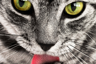 Studies show that commercial diets formulated to reduce the incidence of hairballs contain increased levels of insoluble fibre to improve gastric motility and gastric emptying. Photo: Canva