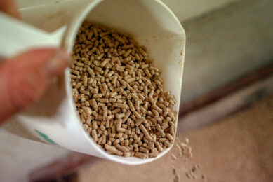 Dietary supplementation of yeast and yeast-based products improves growth performance, nutrient digestibility and overall health of pigs and poultry. Photo: Bert Jansen