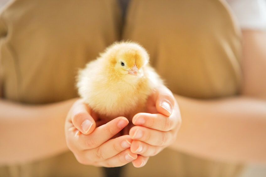 Ppromising results from various studies underscore the potential of YeaMOS S in improving gut health and growth performance in animals. Photo: Angel Yeast