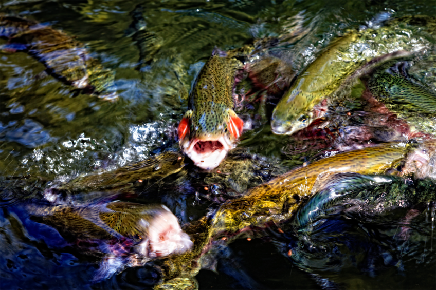 The trout feed available on the market lacked between 20% to 30% of protein, the scientists claimed. Photo: Canva