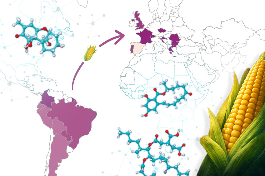 Mycotoxin prevalence in European and Latin American corn in 2025