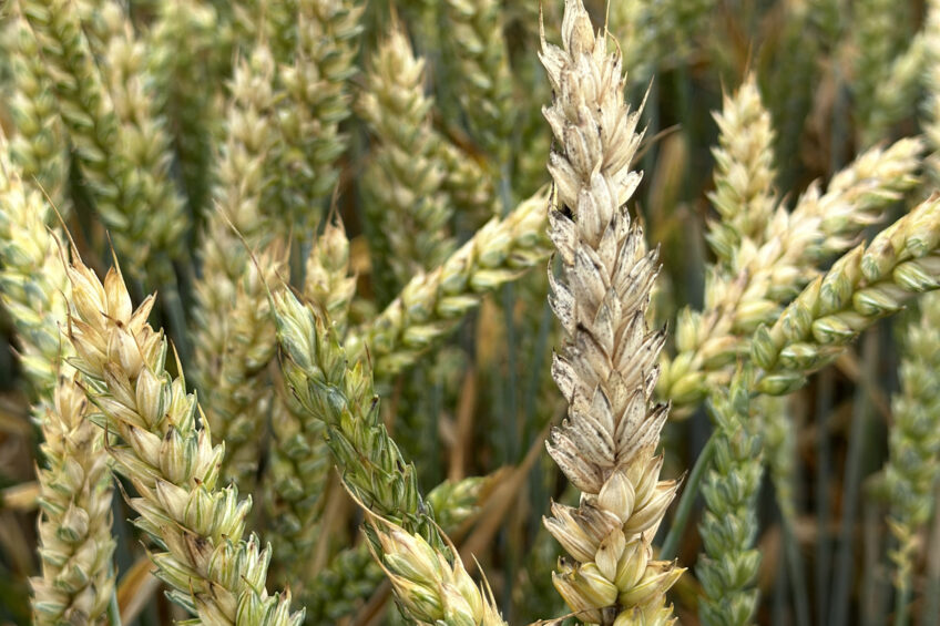 The potential of spectroscopy techniques in agriculture