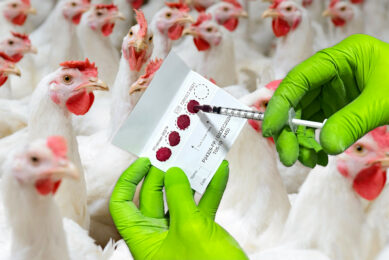Full panel of mycotoxins analysed with FTA cards. Only 1 drop of blood is enough to analysis 36 different mycotoxin biomarkers. Photo: Innovad Group
