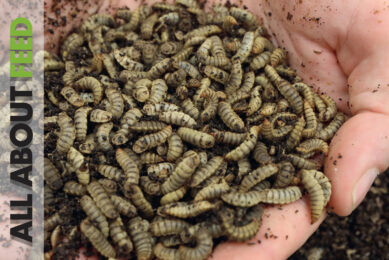 Sustainability in All About Feed 2