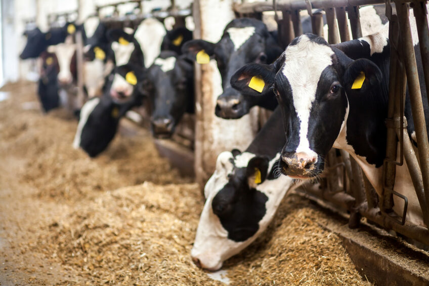 The stronger your cow’s gut is, the more resilient she’ll be when faced with health challenges. Photo: Arm & Hammer Animal Nutrition