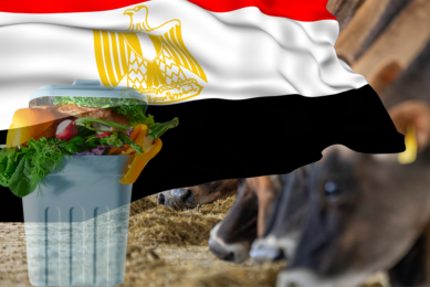 Egypt generates around 65 million tonnes of potentially useful waste per year. Photo: Canva