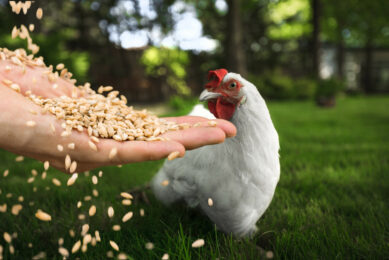 Human hand feeding hens in the farm. Photo: Phodé