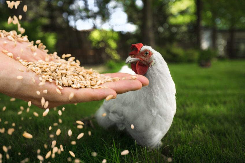 Human hand feeding hens in the farm. Photo: Phodé