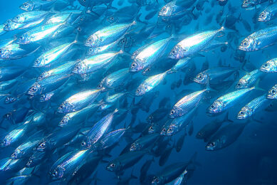 With innovative products like YeaMOS leading the way, the future of aquaculture looks bright. Photo: Angel Yeast