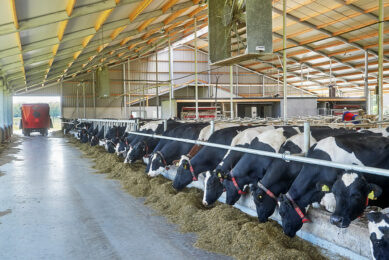 The study compared the rumen function and milk production of cows offered one of three dietary treatments: grass-only, grass-white clover and TMR ration. Photo: Van Assendelft Fotografie