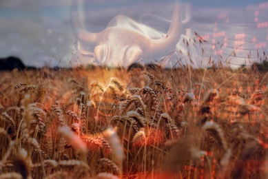 These market dynamics could lead to tighter wheat supplies across Europe, reinforcing a bullish outlook for EU wheat prices. Photo: Canva