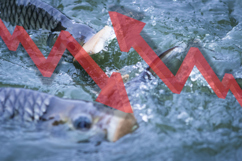 The industry is vulnerable to rapid feed cost fluctuations amid Egypt’s ongoing currency crisis. Photo: Canva
