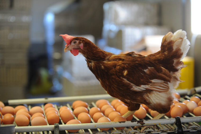 Novel protein sources for sustainable egg production