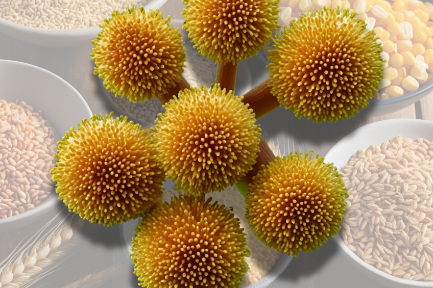 The study found 78% of samples contained 3 or more mycotoxins, along with distinct regional variations. Photo: Canva