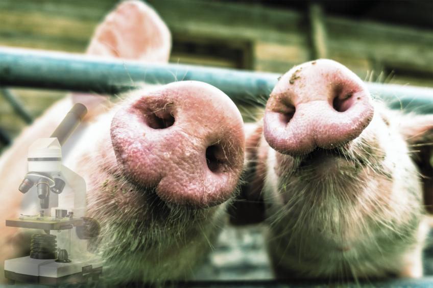 Early post-weaning feed intake key to pig growth and immunity