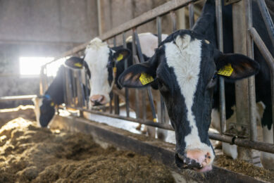 Cows fed a diet, containing 15% whole cottonseed produced milk with 0.2% more fat. Photo: Peter Roek