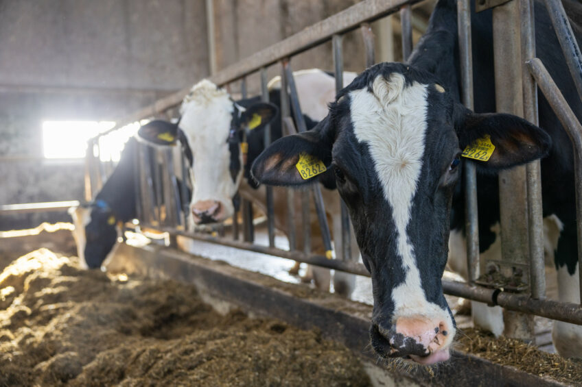 Cows fed a diet, containing 15% whole cottonseed produced milk with 0.2% more fat. Photo: Peter Roek