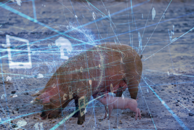 With the new sow model, Schothorst Feed Research can provide customers with more targeted advice. Photo: Canva