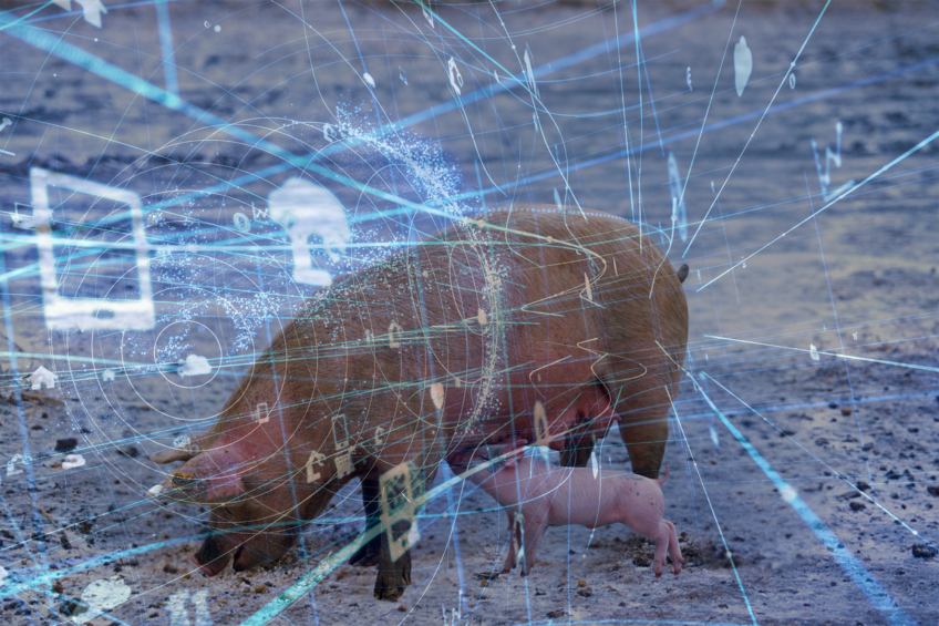 With the new sow model, Schothorst Feed Research can provide customers with more targeted advice. Photo: Canva