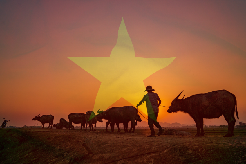 The use of protein by-products from slaughterhouses could potentially help Vietnam to reduce its dependence on imported corn and soybeans, presenting a promising opportunity. Photo: Canva