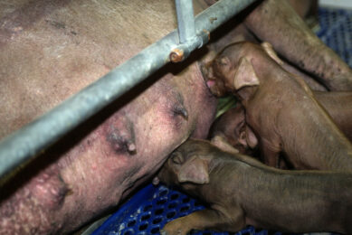Iberian sows are known for their maternal abilities and unique meat quality. The sows are less fortunate when it comes to productivity. Photo: Ronald Hissink