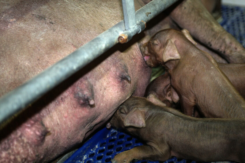 Iberian sows are known for their maternal abilities and unique meat quality. The sows are less fortunate when it comes to productivity. Photo: Ronald Hissink