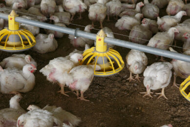 An low-protein diet supplemented with essential amino acids may reduce the environmental impact of poultry farming without compromising meat production. Photo: Hans Prinsen.