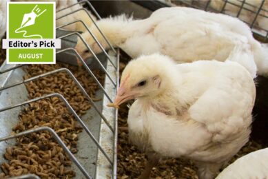 Insect products as health promoter in poultry and pig feed