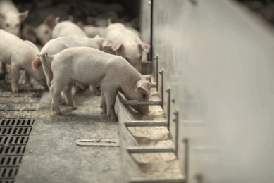 Hamlet Protein continuously monitors and controls every stage of production, guaranteeing consistency regardless of the variations in ANF contents in our raw materials. Photo: Hamlet Protein