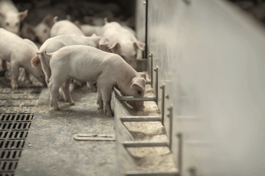 Hamlet Protein continuously monitors and controls every stage of production, guaranteeing consistency regardless of the variations in ANF contents in our raw materials. Photo: Hamlet Protein