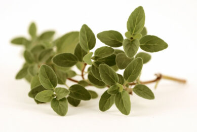 Close up of oregano - one of the many plants used for phytobiotics production. Photo: Dreamstime.