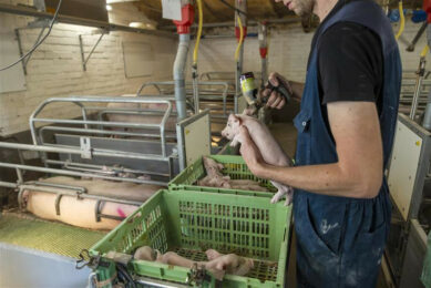 An iron injection is being administered to a litter of piglets. Photo: Herbert Wiggerman