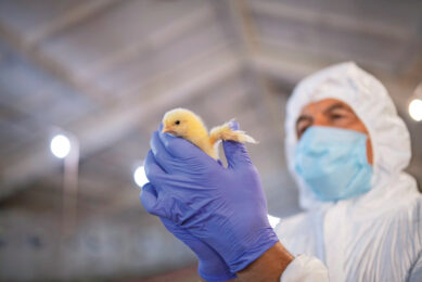 Adult man wearing protective equipment and examining little chick in chicken farm. Photo: Getty images