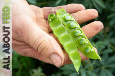 Lupin as a promising protein source for animal feed in All About Feed 4