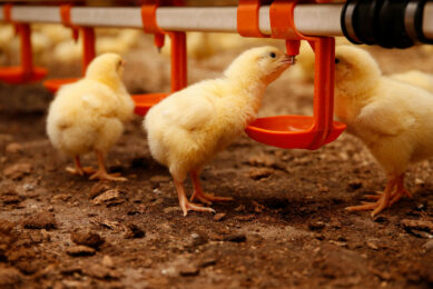 Adisseo’s Feed Digestibility Check helps nutritionists, researchers, veterinarians, scientists and formulators to predict energy digestibility in broilers from day 12-15 to slaughter weight and under real farming conditions. Photo: Hans Prinsen