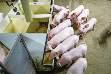 Healthy weaners in a pen. S. suis tends to emerge between three to four weeks post-weaning. Photo: Ronald Hissink.